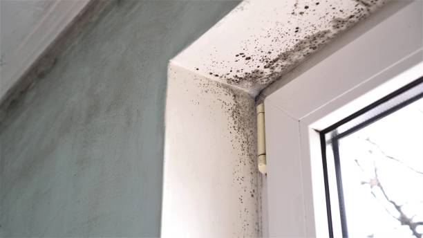 Best Industrial Mold Remediation  in Carthage, IL