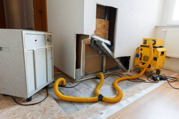 Best Attic Mold Removal  in Carthage, IL